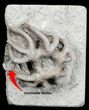 Agaricocrinus Crawforsville Crinoid With Rare Starfish! #31325-2